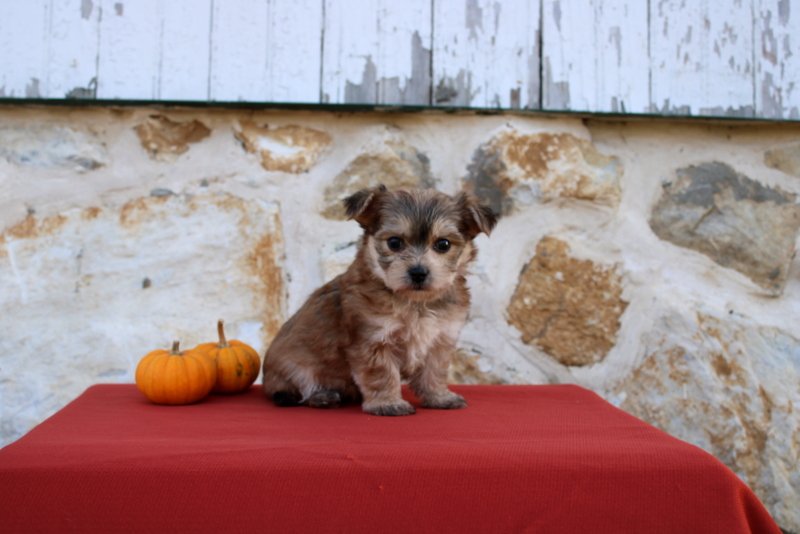 puppy, for, sale, Morkie, Matthew B. Stoltzfus, dog, breeder, Gap, PA, dog-breeder, puppy-for-sale, forsale, nearby, find, puppyfind, locator, puppylocator, aca